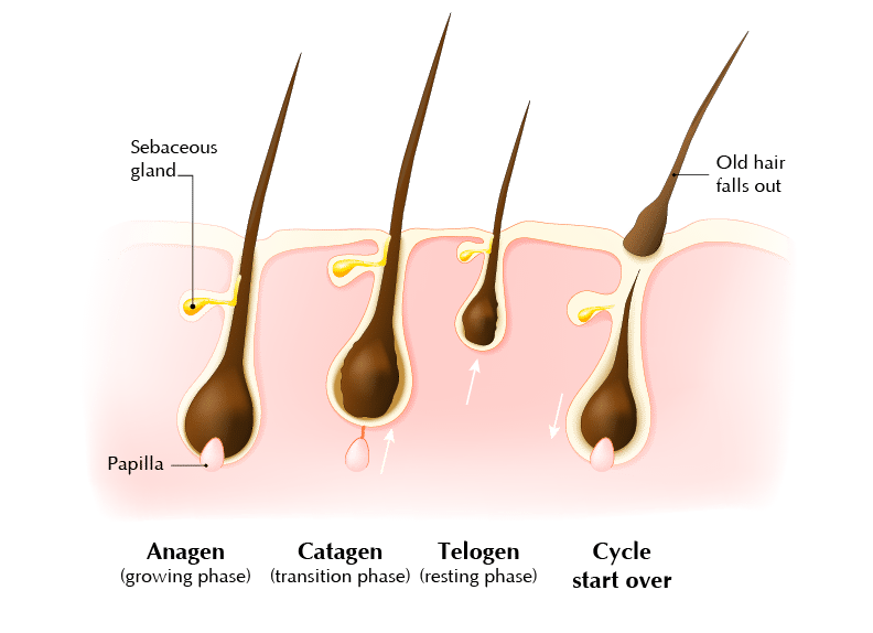 hair loss cycle